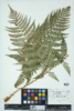 Dryopteris marginalis image