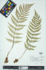 Dryopteris marginalis image