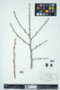 Diospyros virginiana image