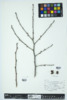 Diospyros virginiana image