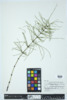 Equisetum arvense image