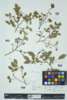 Vaccinium pallidum image