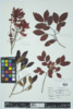 Vaccinium pallidum image