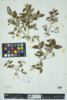 Vaccinium stamineum image