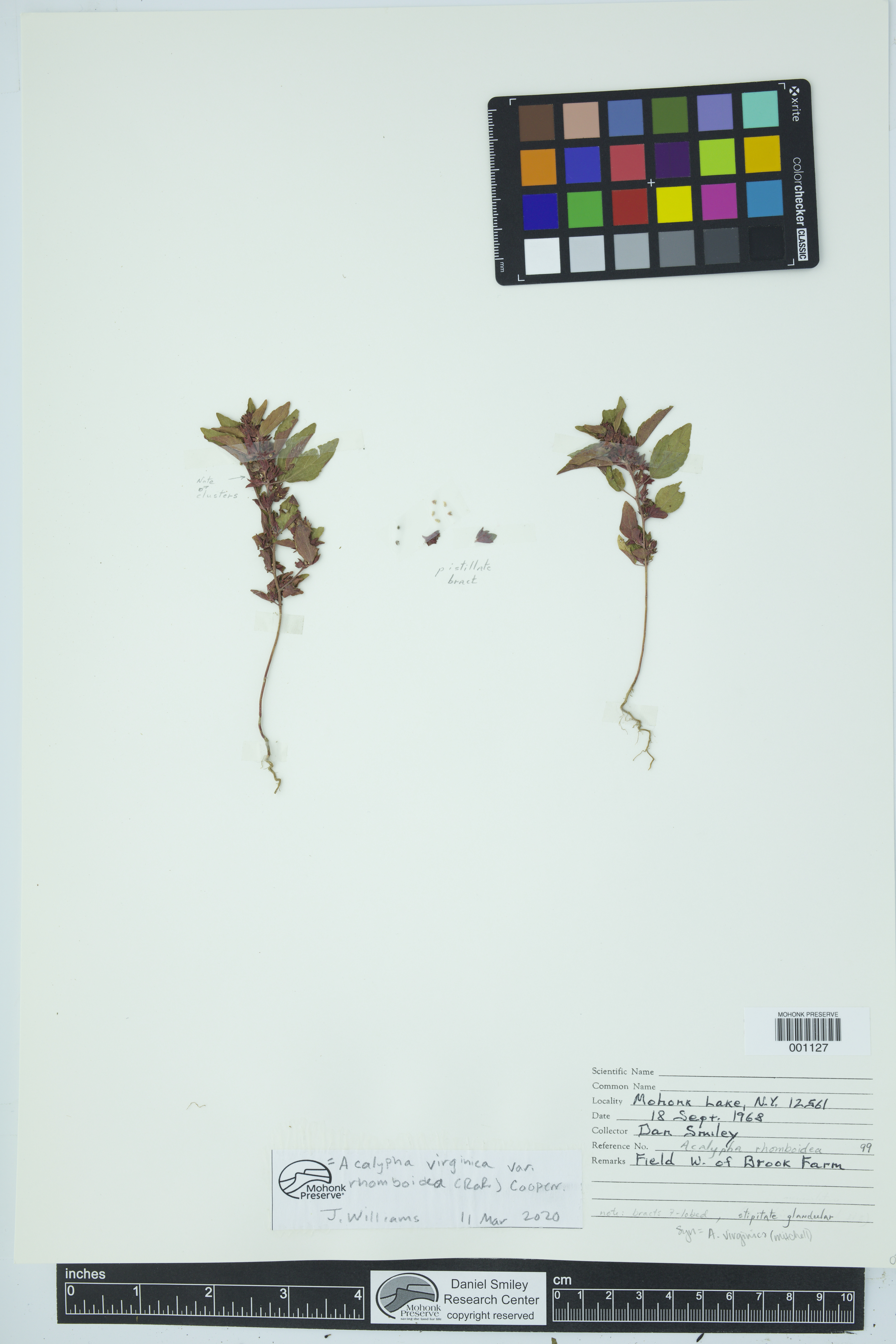 Acalypha virginica var. rhomboidea image