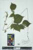 Desmodium glutinosum image