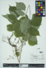 Desmodium glutinosum image