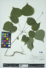 Desmodium glutinosum image