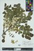 Robinia hispida image