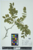 Robinia pseudoacacia image