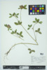 Trifolium pratense image