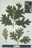 Quercus alba image