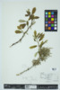 Quercus robur image