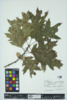 Quercus rubra image