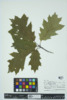 Quercus rubra image