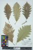 Quercus saulii image