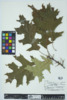 Quercus velutina image