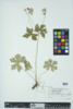 Geranium maculatum image