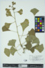 Ginkgo biloba image