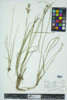 Juncus subcaudatus image