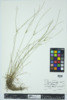 Juncus tenuis image