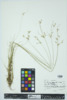 Juncus tenuis image