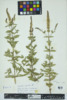 Mentha spicata image