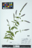 Mentha spicata image