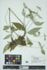 Pycnanthemum incanum image