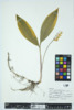 Convallaria majalis image