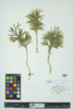 Dendrolycopodium obscurum image