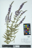 Lythrum salicaria image