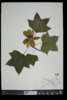 Liriodendron tulipifera image