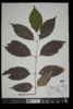 Fraxinus americana image