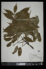 Fraxinus nigra image