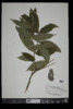 Fraxinus nigra image