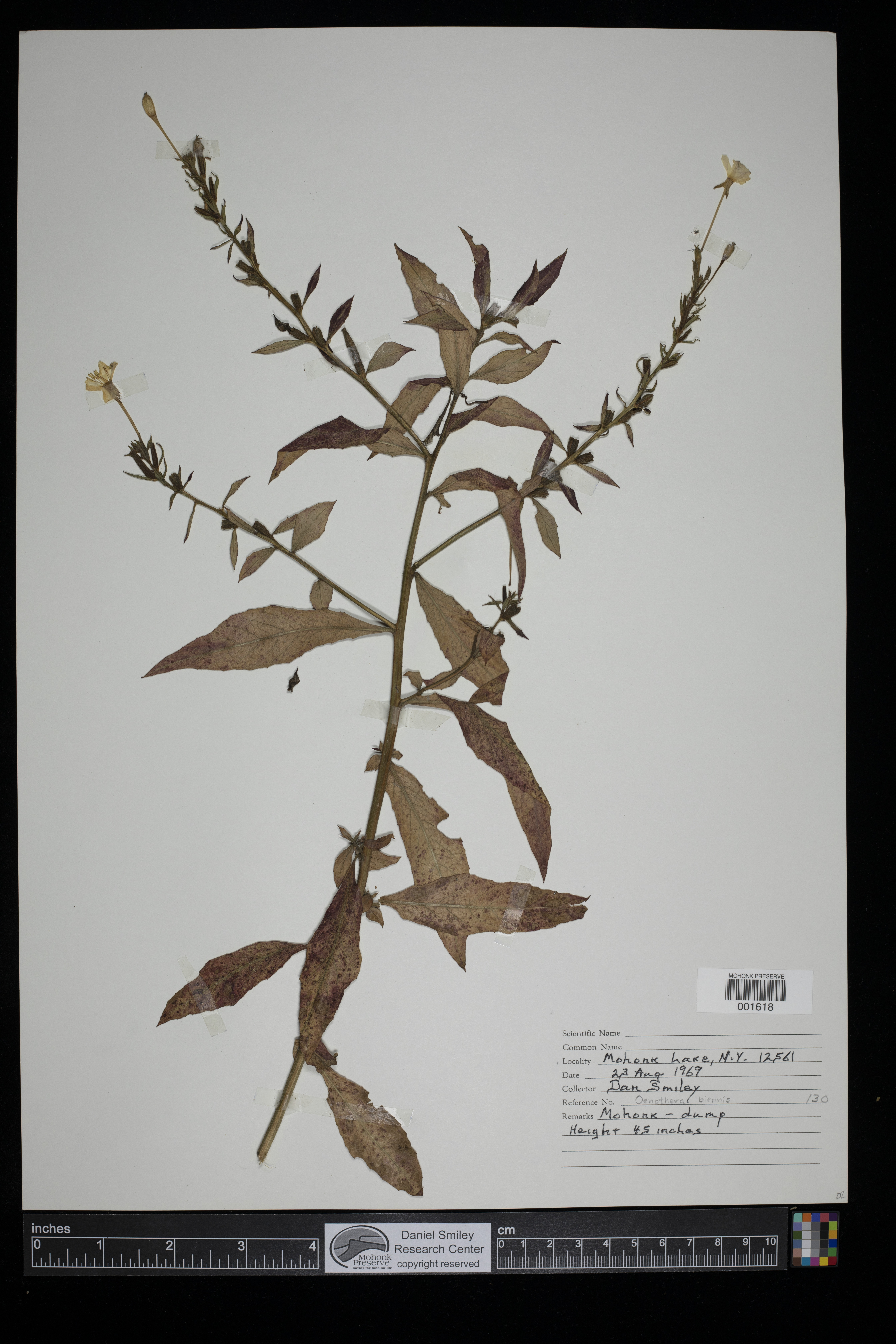 Oenothera image