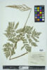 Botrychium virginianum image