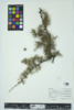 Larix laricina image