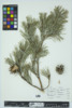 Pinus sylvestris image