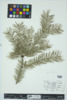 Pseudotsuga menziesii image