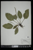 Plantago rugelii image