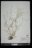 Agrostis perennans image