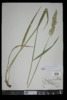 Calamagrostis canadensis image