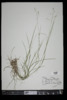 Danthonia compressa image