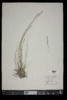 Danthonia spicata image