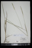 Elymus repens image