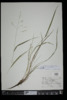 Festuca subverticillata image