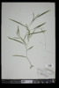 Leersia virginica image