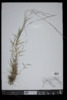 Muhlenbergia schreberi image